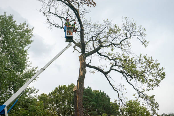 Best Emergency Tree Removal  in Diamondhead, MS