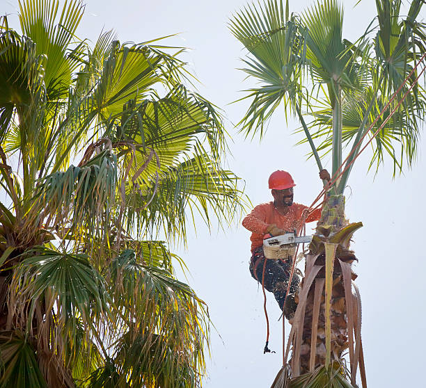 Diamondhead, MS Tree Care Services Company